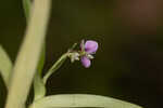 Nakedstem dewflower